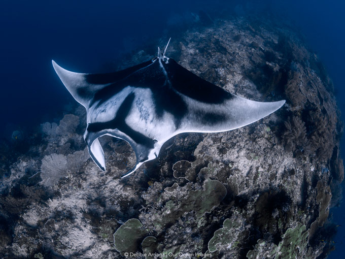 Dive cruises in Indonesia with Mermaid Liveaboard