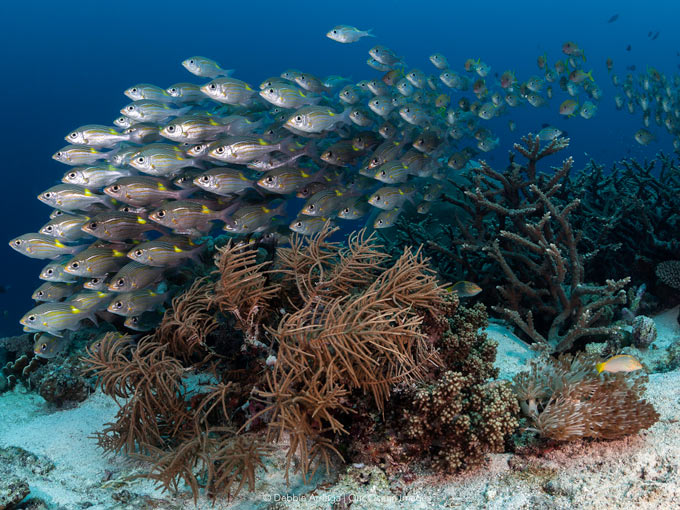 Dive cruises in Indonesia with Mermaid Liveaboard