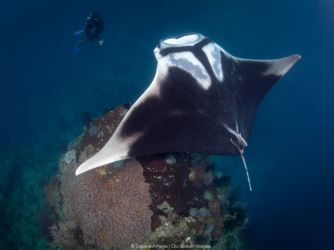 Dive cruises in Indonesia with Mermaid Liveaboard