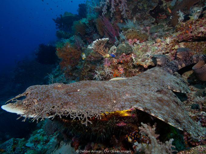 Dive cruises in Indonesia with Mermaid Liveaboard
