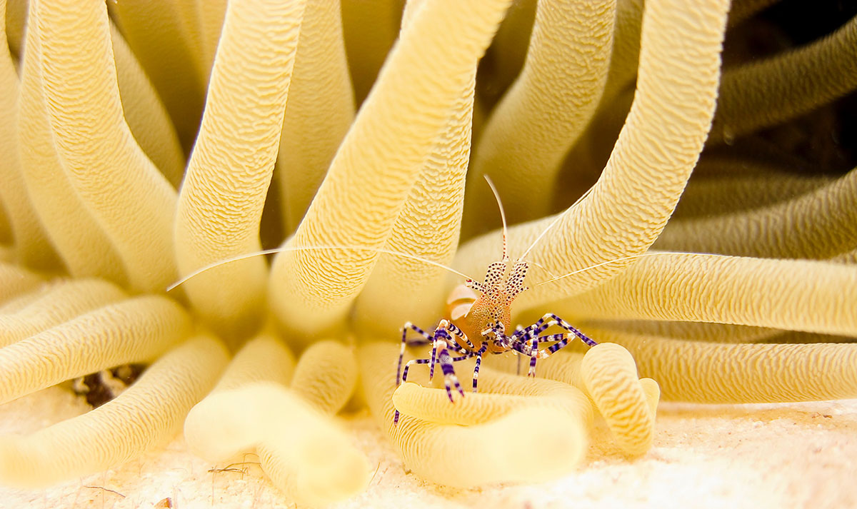 Anemone shrimp diving at Metita Resort
