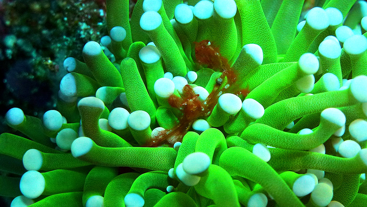 Orangutan crab diving at Metita Resort