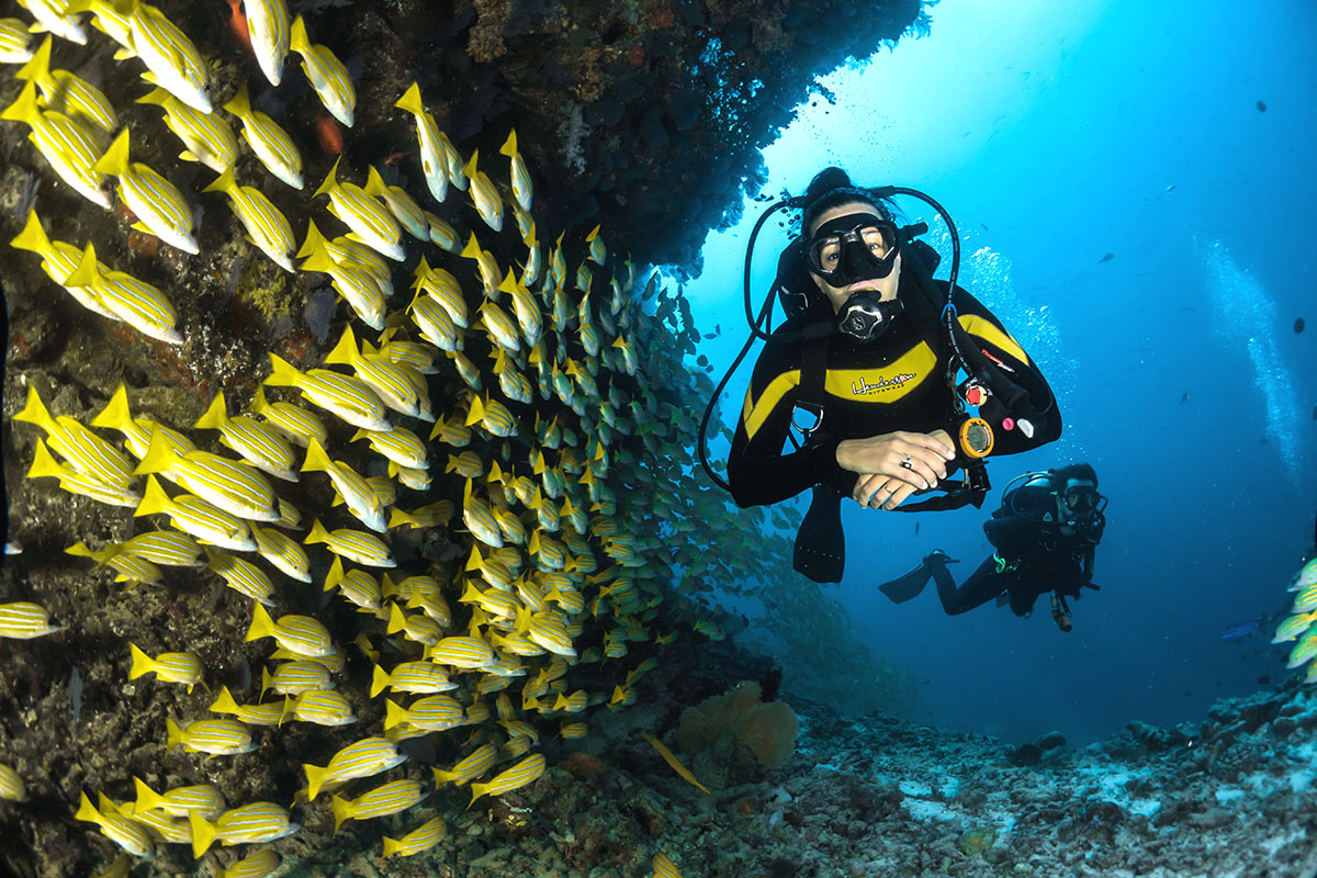 Sweetlips and diver at Metita Resort
