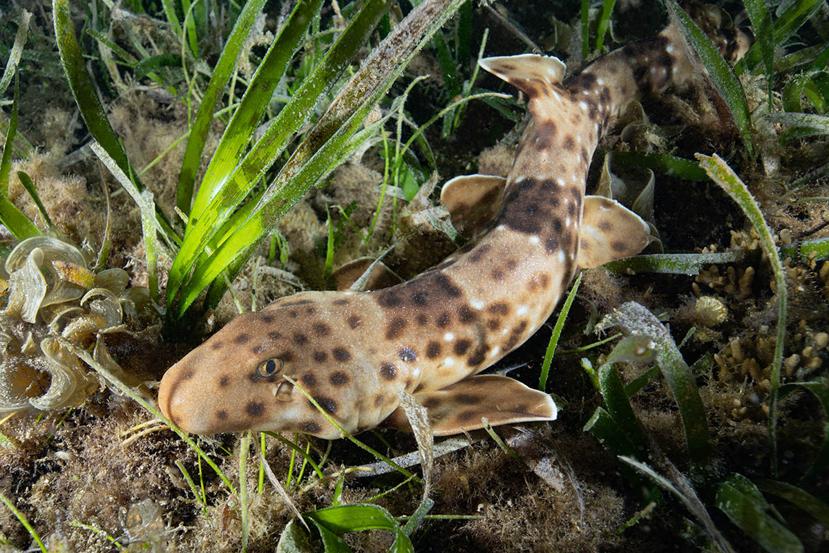 Hemiscyllium Halmahera at Metita Dive Resort