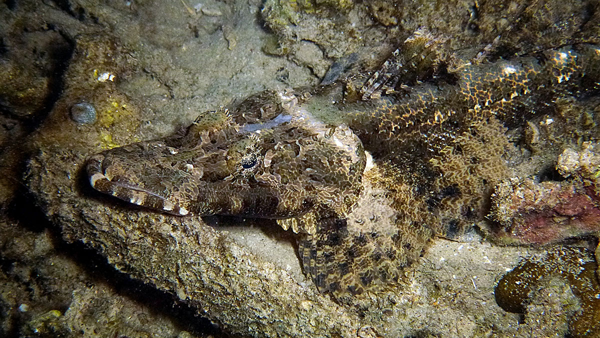 Cymbacephalus beauforti at Metita Dive Resort