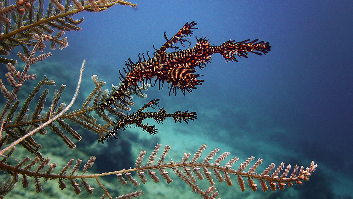 Solenostomus paradoxus at Metita Dive Resort