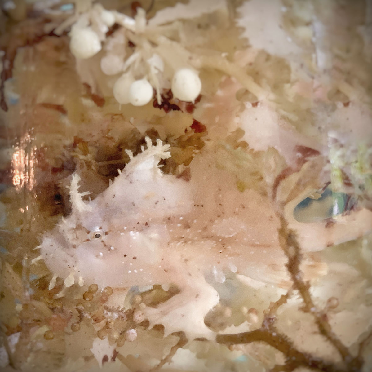White frogfish at Metita Dive Resort