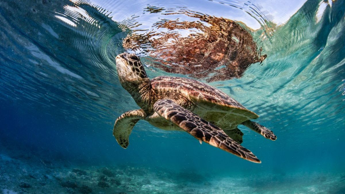 Sea turtle at Misool Eco Resort