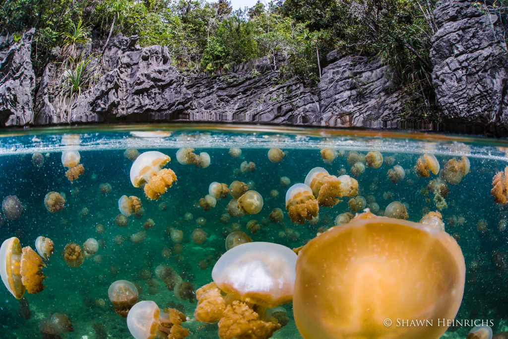 Excursion to stingless jellyfish lagoon at Misool Eco Resort