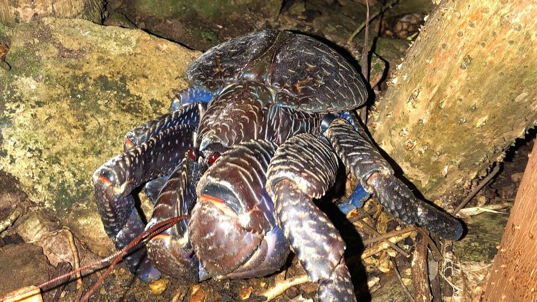 Coconut crab at Misool Eco Resort