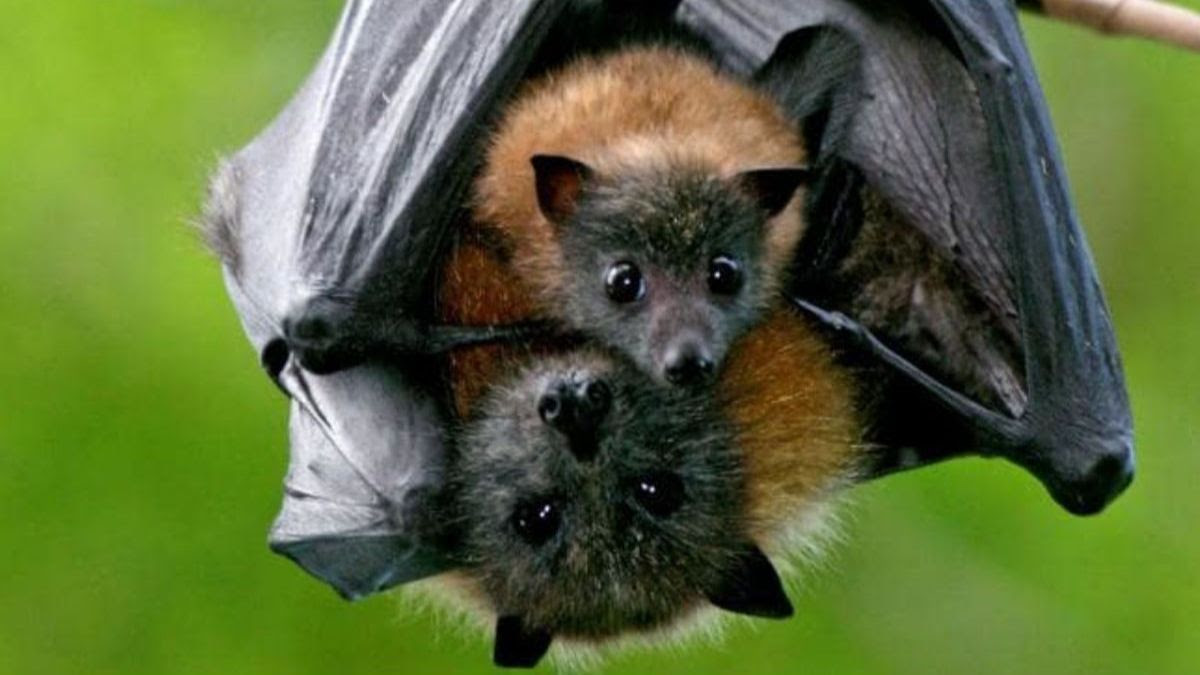 Fruit bat at Misool Eco Resort