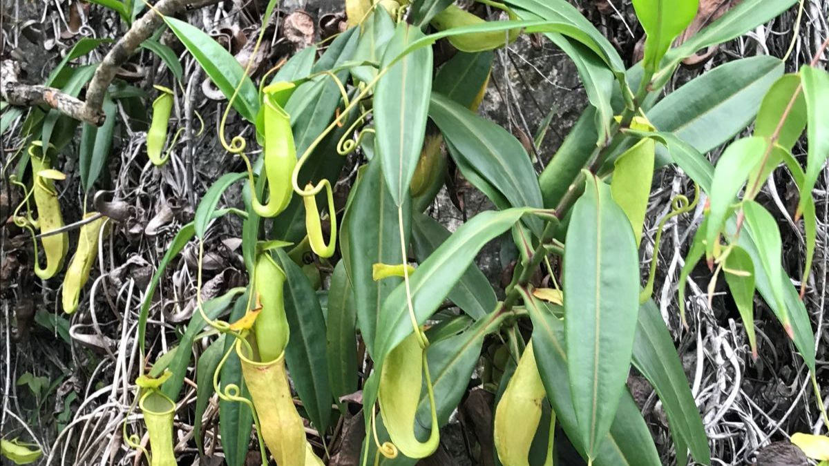 Pitcher plant at Misool Eco Resort