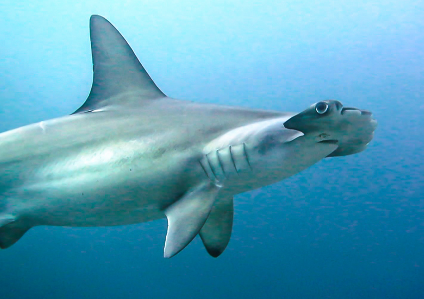 Shark diving in Banda Sea with Nataraja yacht