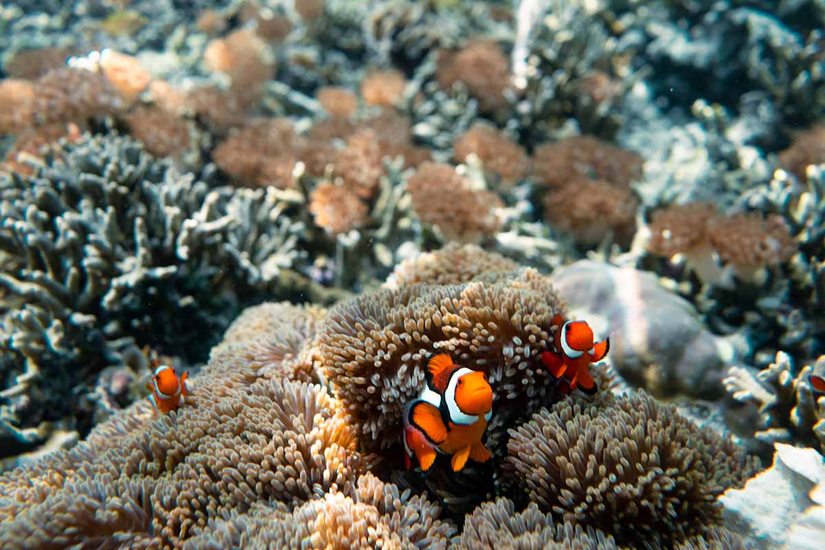Charter in Raja Ampat with Nataraja yacht
