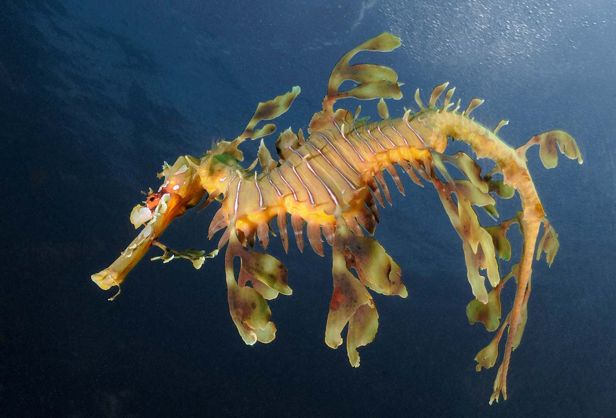 Phycodurus Glauert's seadragon in Lembeh