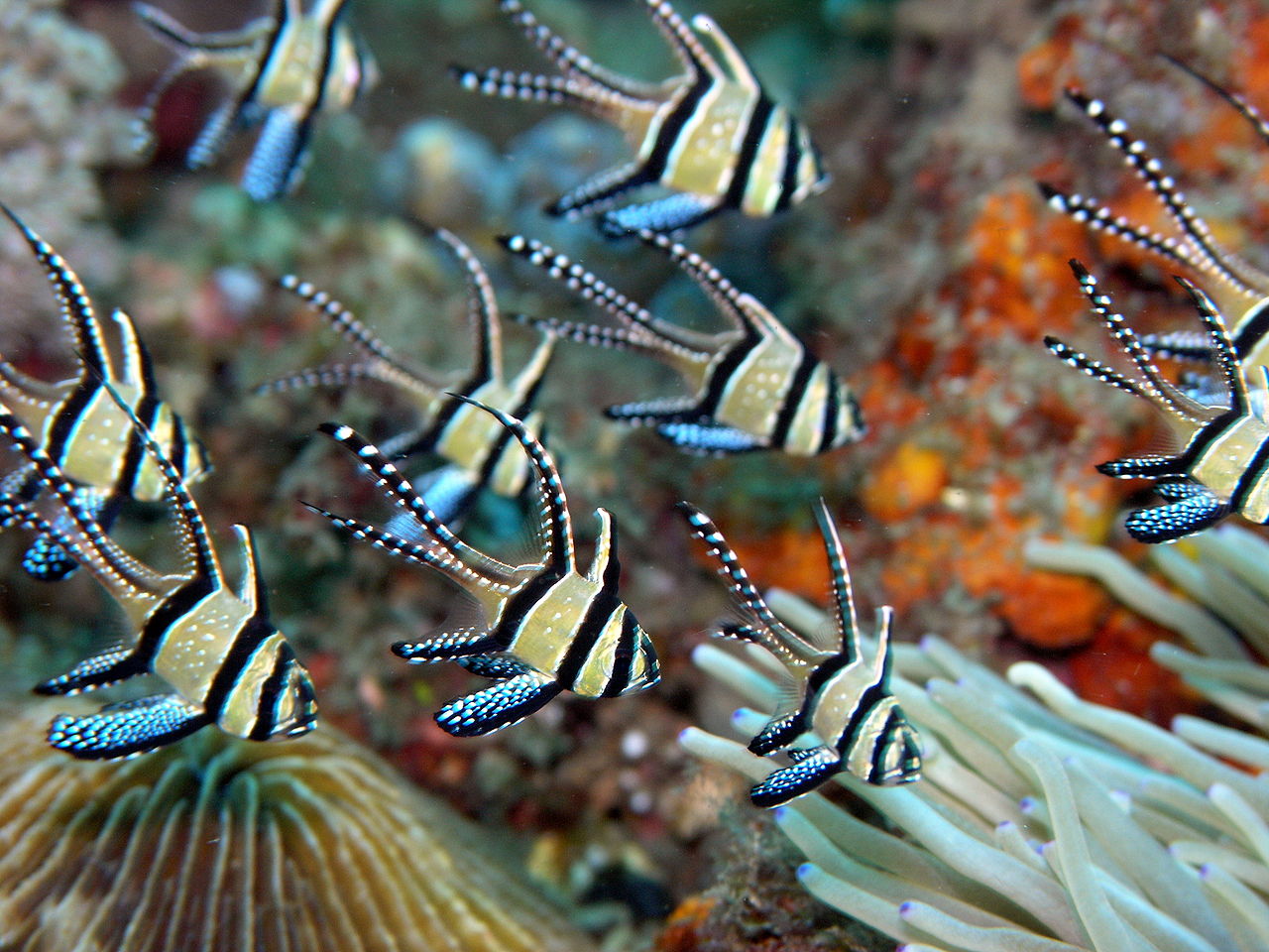Pterapogon kauderni cardinal fish in Lembeh