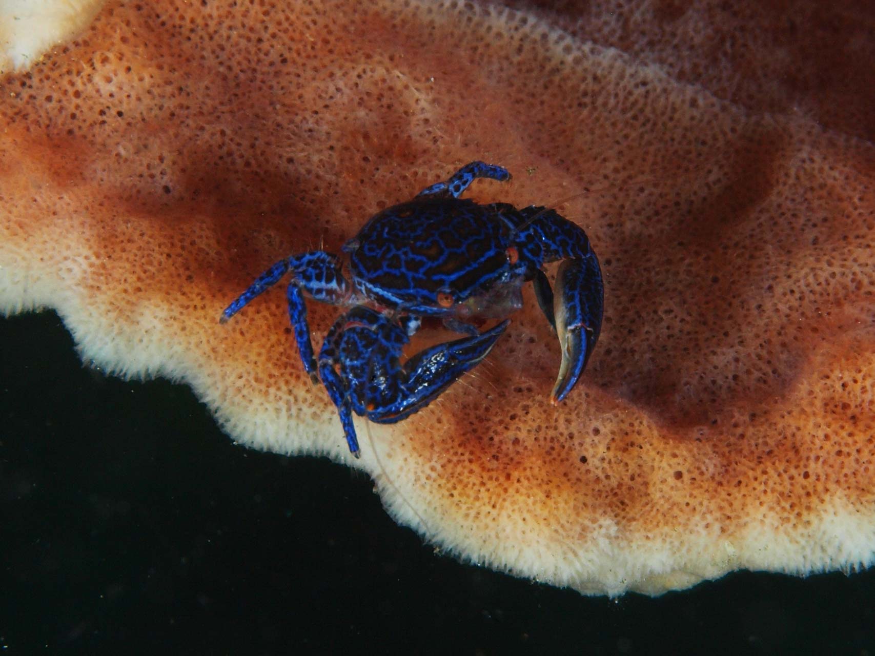 Blue porcelain crab in north Sulawesi