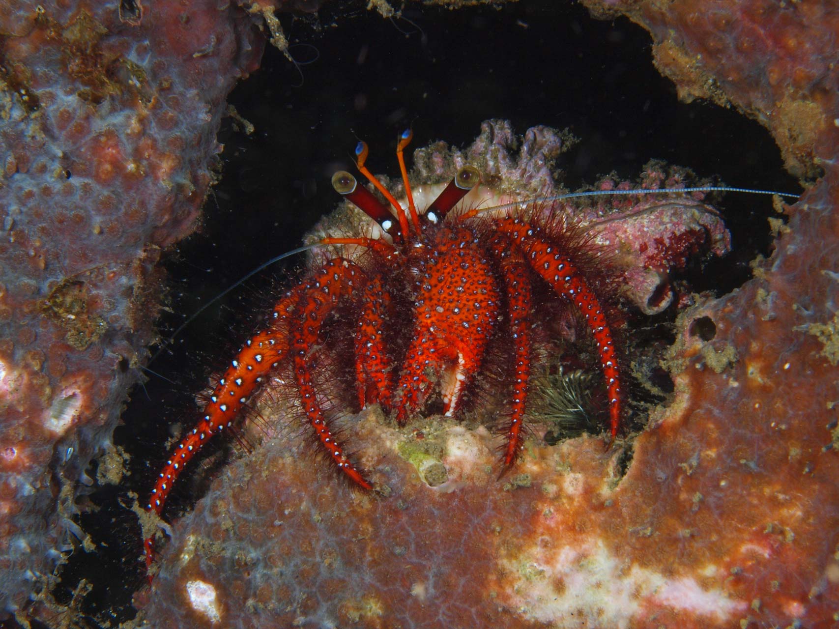 Hermit crab anemone in north Sulawesi