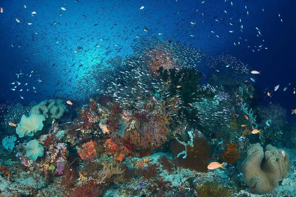 Oceanic charters in Raja Ampat