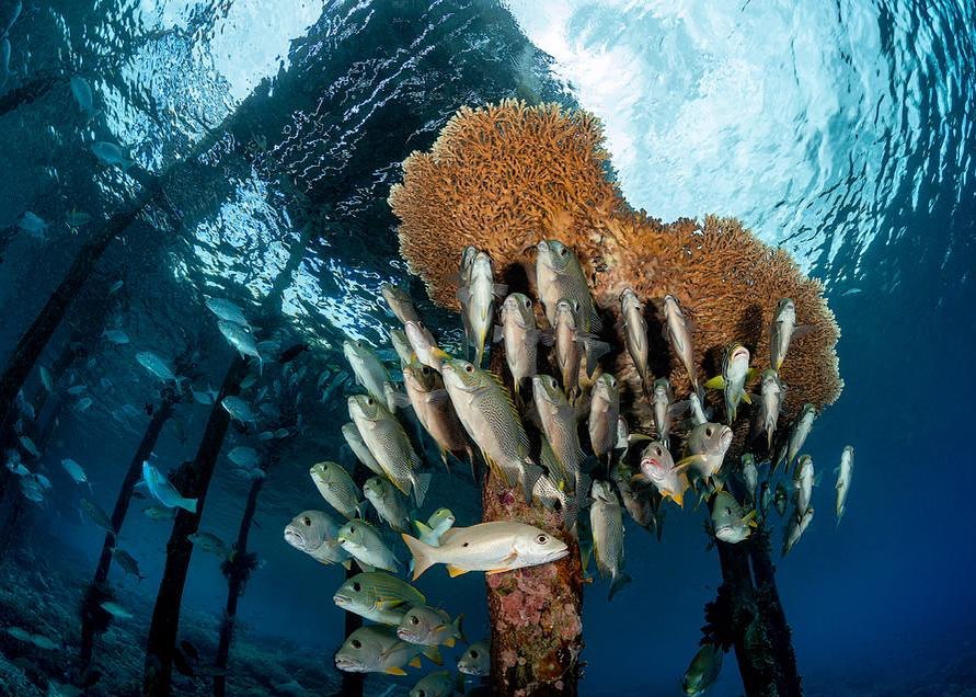 Oceanic charters in Raja Ampat