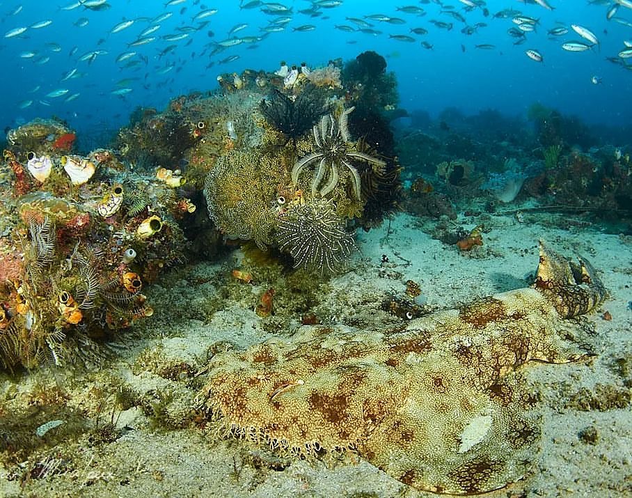 Wobbegong shark in Raja Ampat