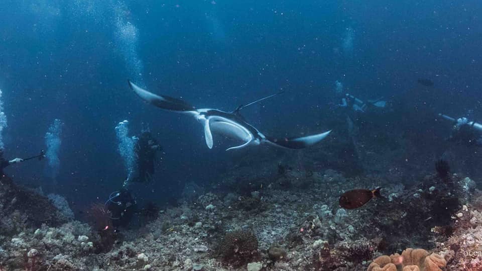 Oceanic manta in Komodo