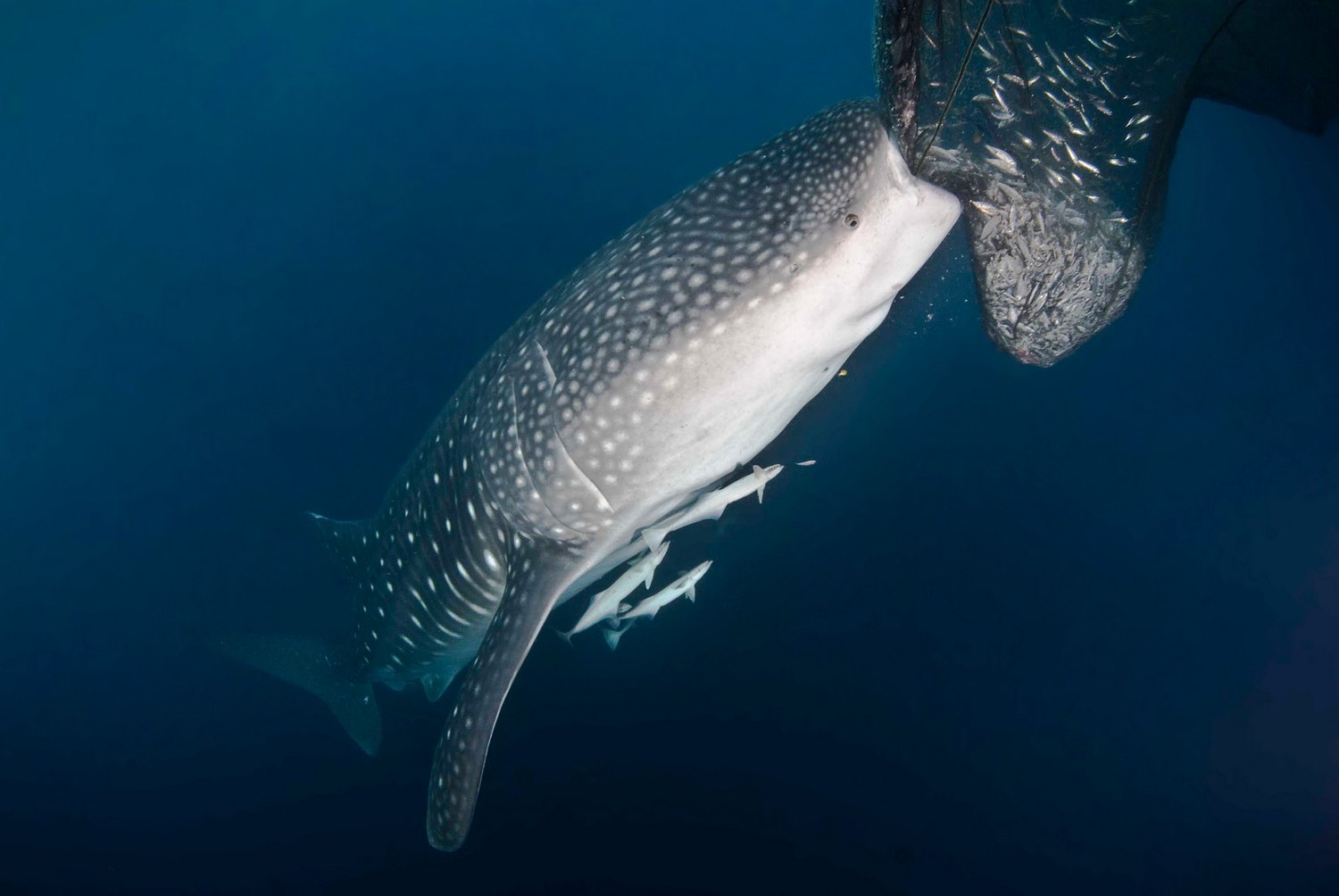 Oceanic charters in Cenderawasih Bay