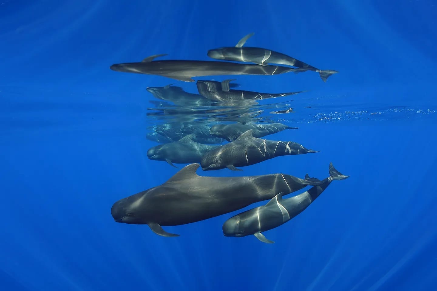 Oceanic charters in Alor