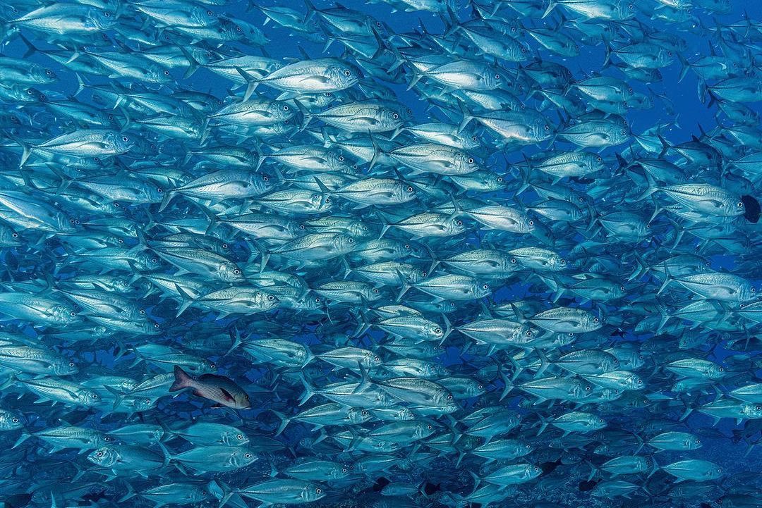 Oceanic liveaboard diving in Banda Sea