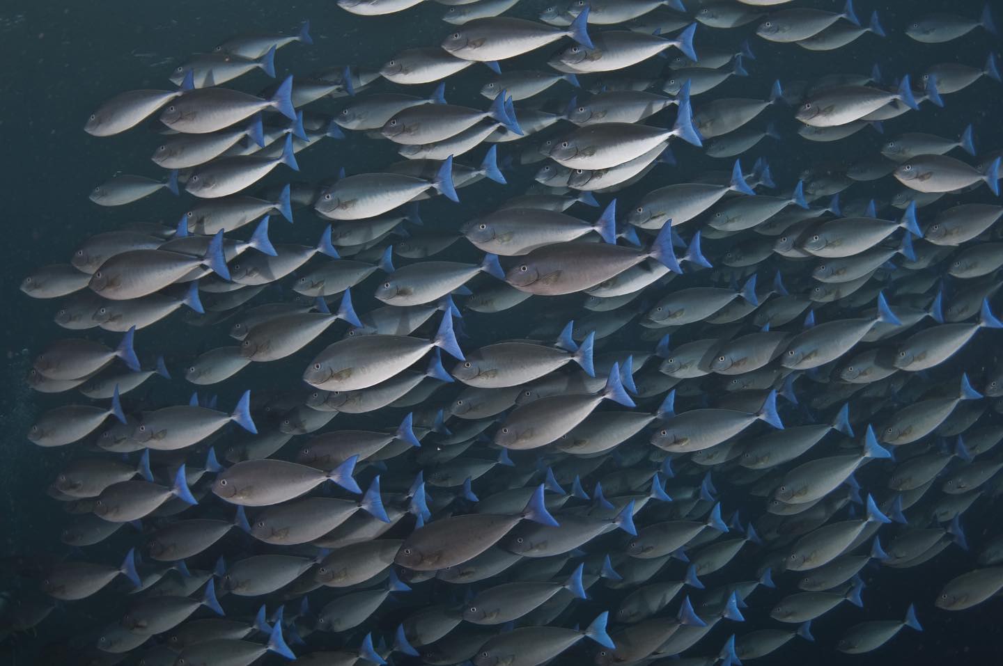 Oceanic liveaboard diving in Banda Sea