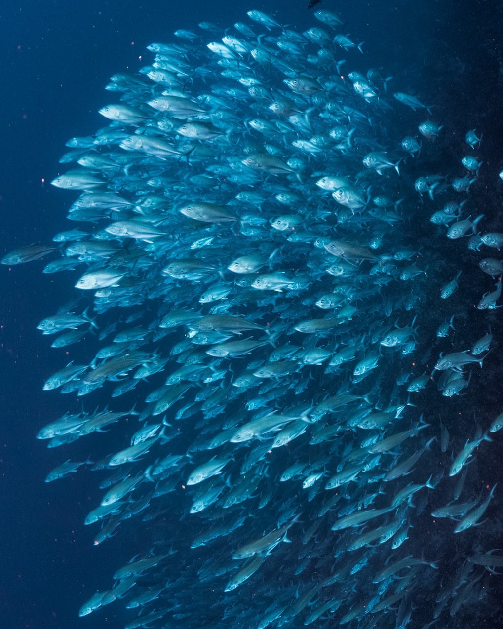 Oceanic liveaboard diving in Banda Sea