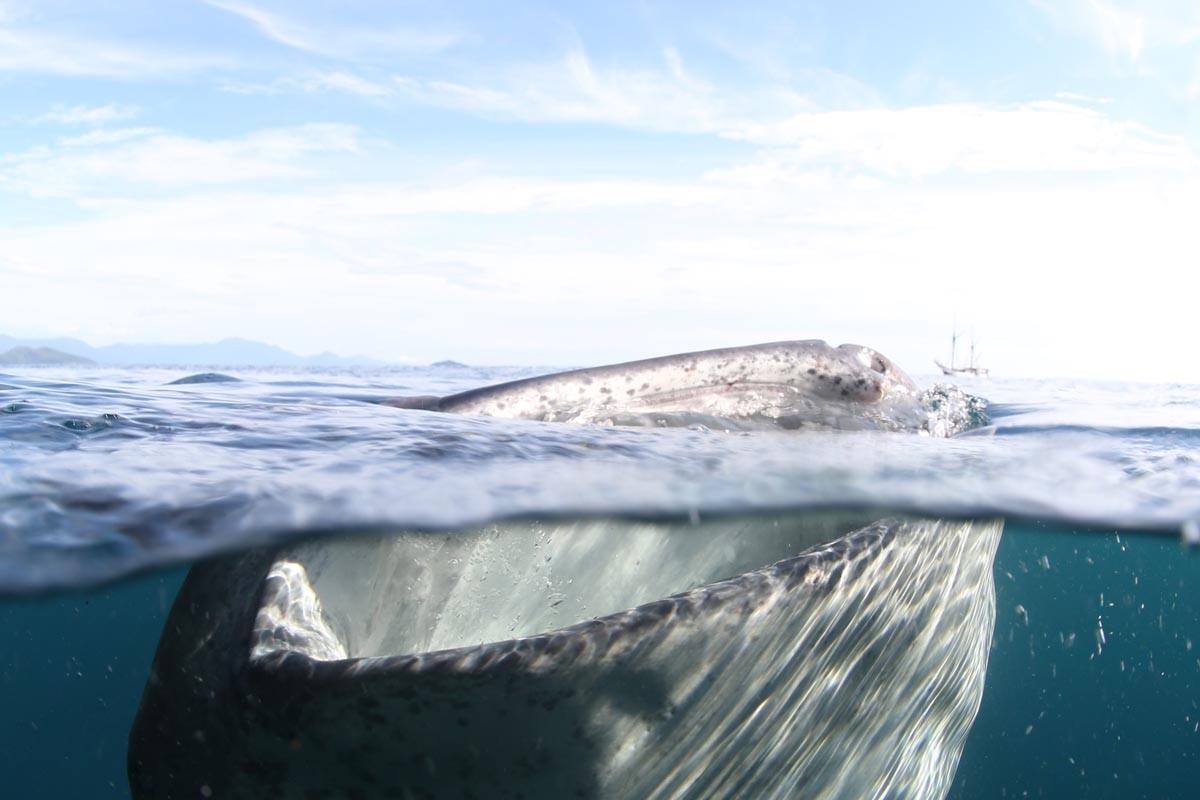 Cruising Indonesia with Ondina Liveaboard