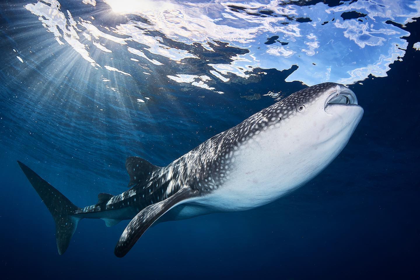 Whale shark diving with Ondina Liveaboard