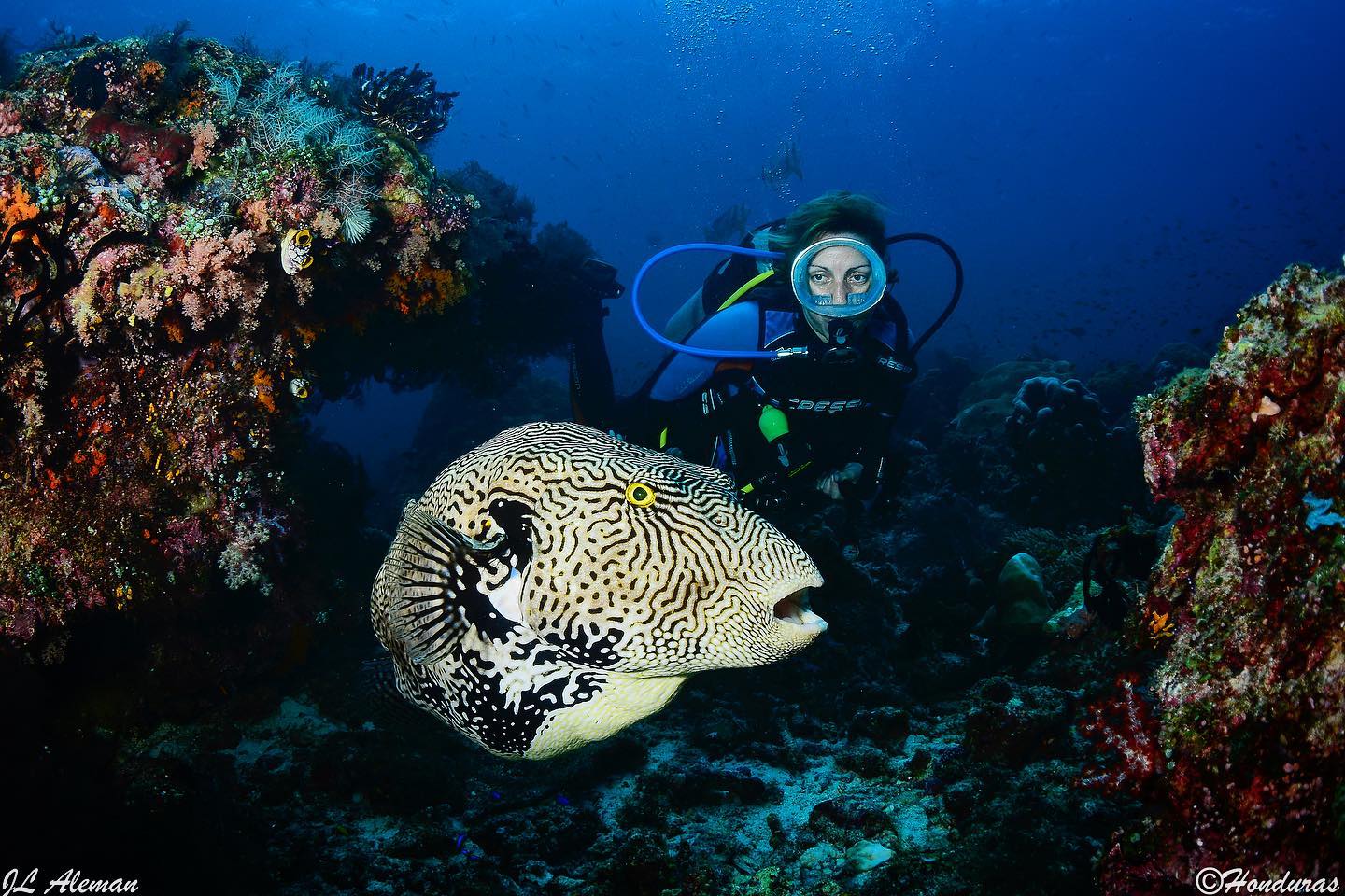 Dive cruises in Indonesia with Ondina