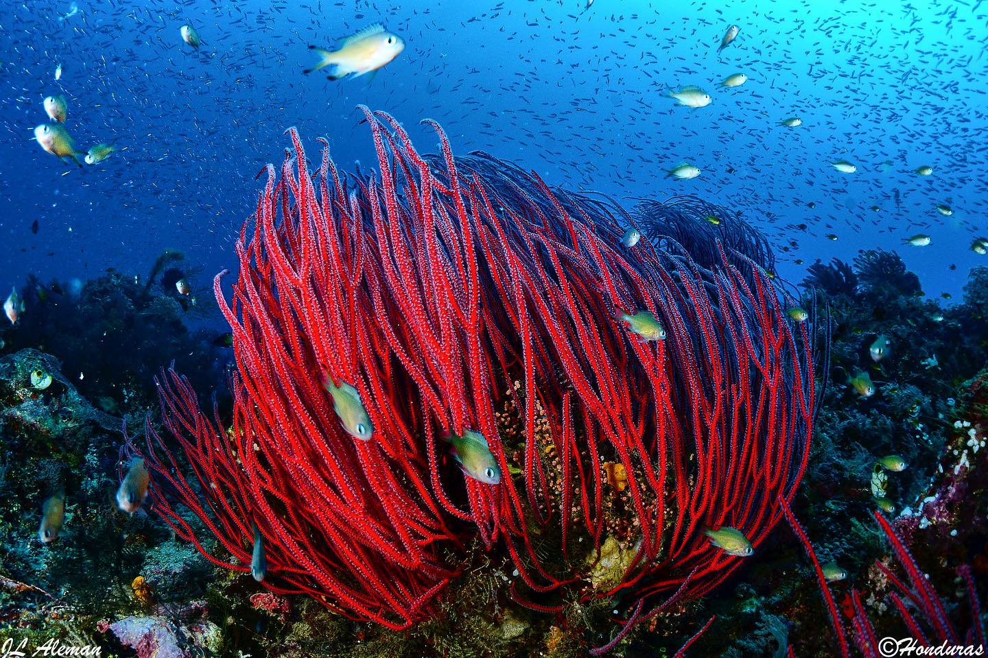 Ondina dive cruises from Raja Ampat to Halmahera