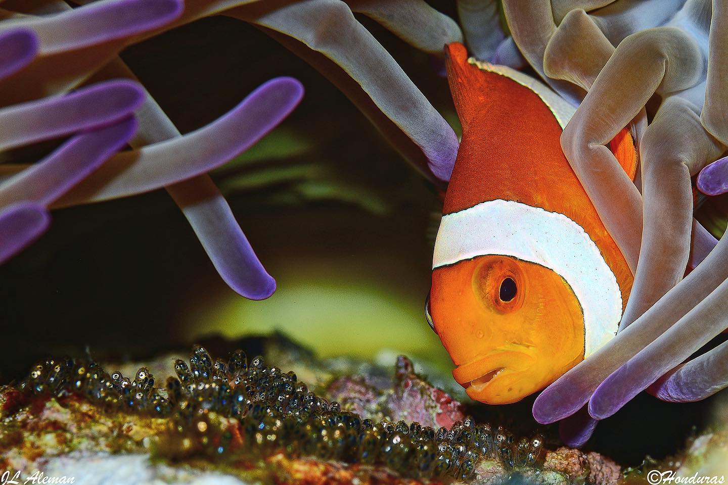 Ondina Liveaboard: colourful dives in Indonesia’s reefs 