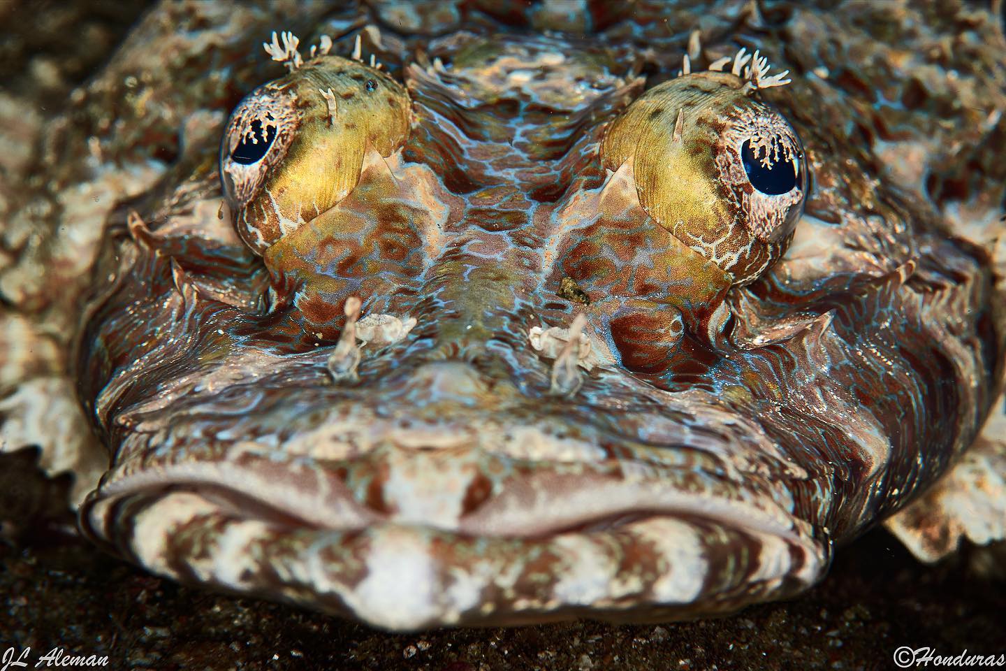 Dive cruises in Halmahera with Ondina