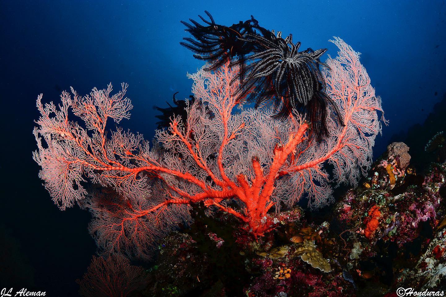 Dive cruises in North Moluccas with Ondina