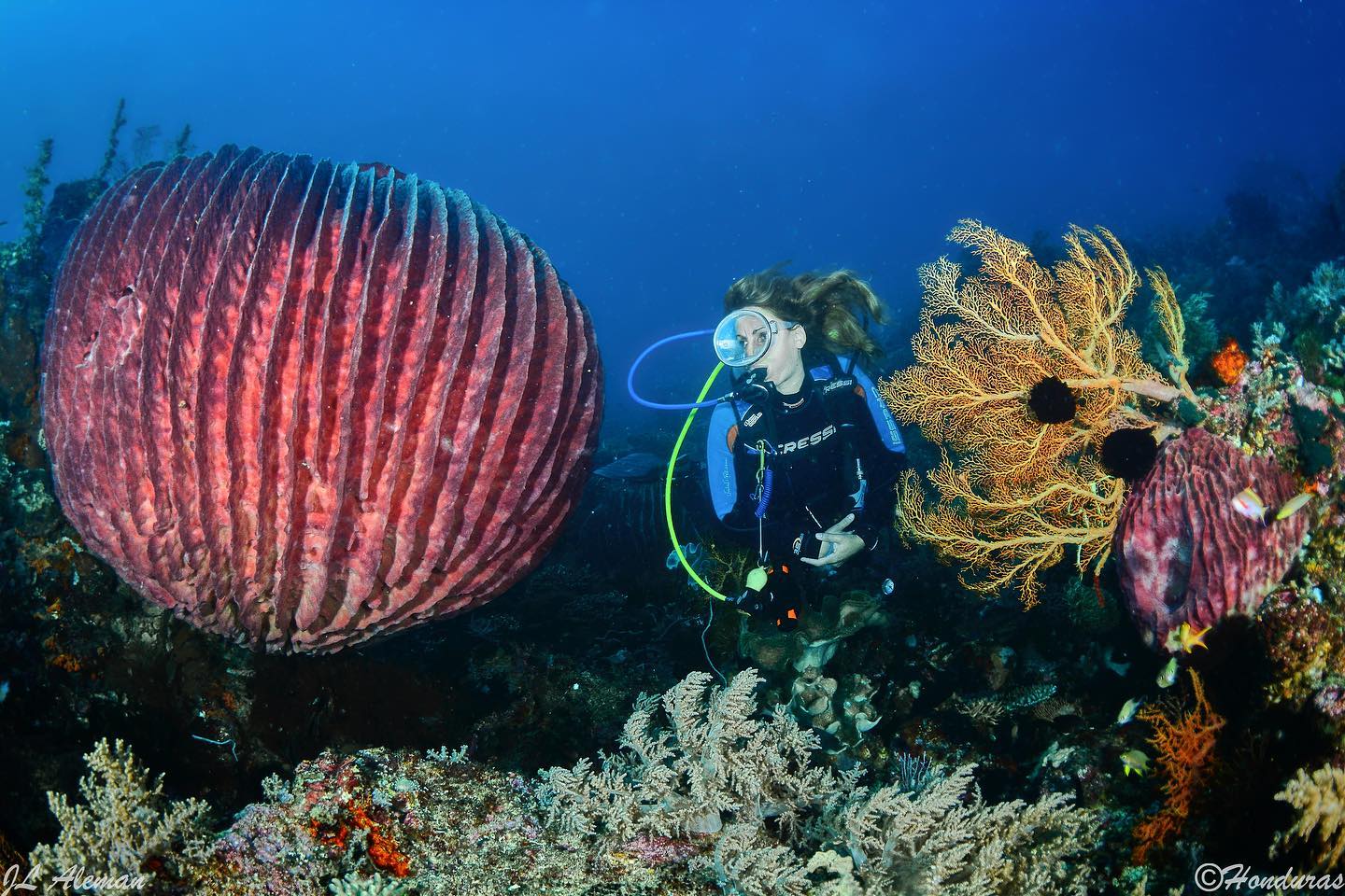 Ondina dive cruises in Banda Sea
