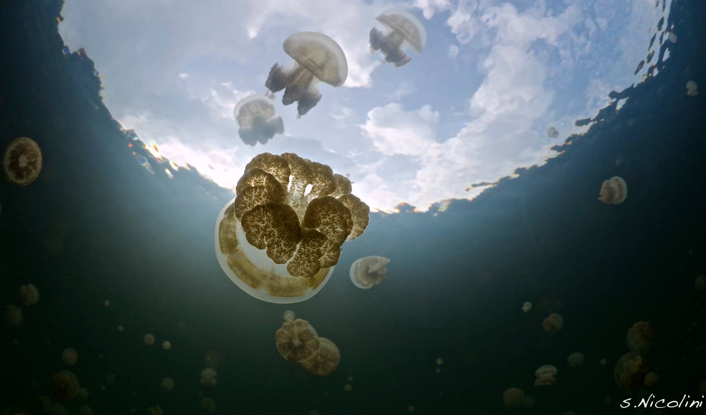Jellyfish Lake, a marine lake inland of Eil Malk island, Rock Islands