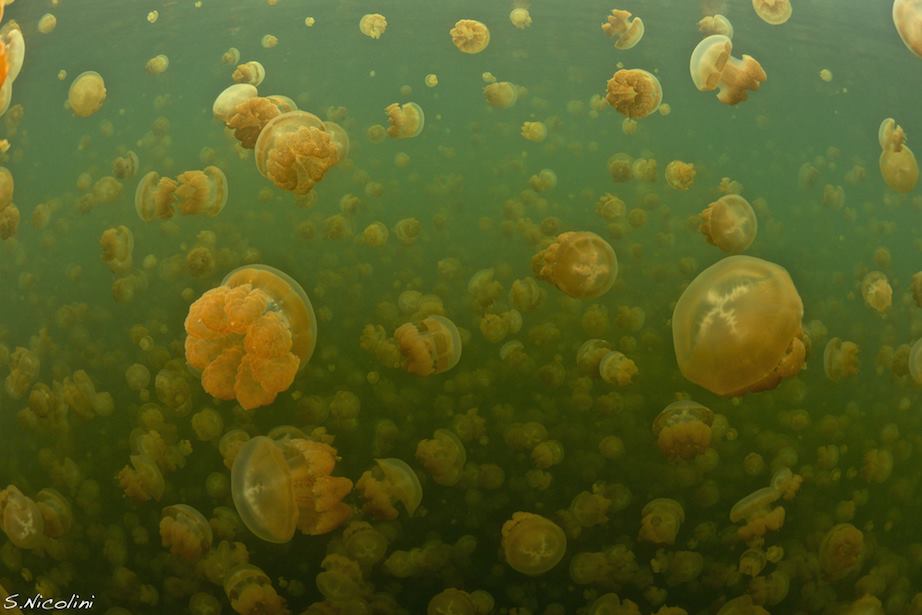 Thousands of harmless jellyfish in Palau