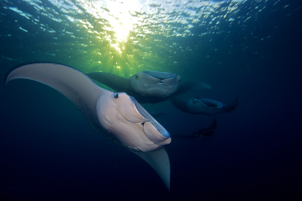 School of manta ray in Palau