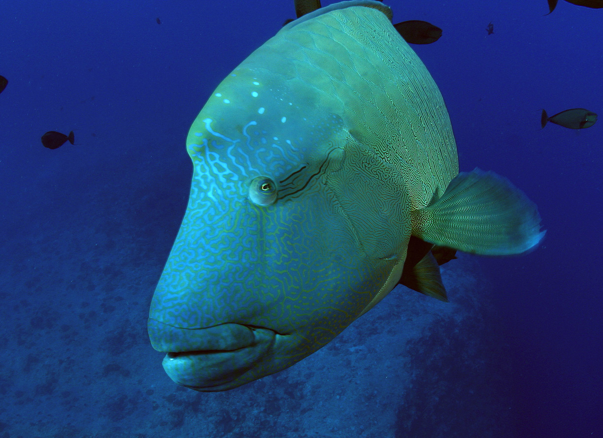 Humphead wrasse in Palau