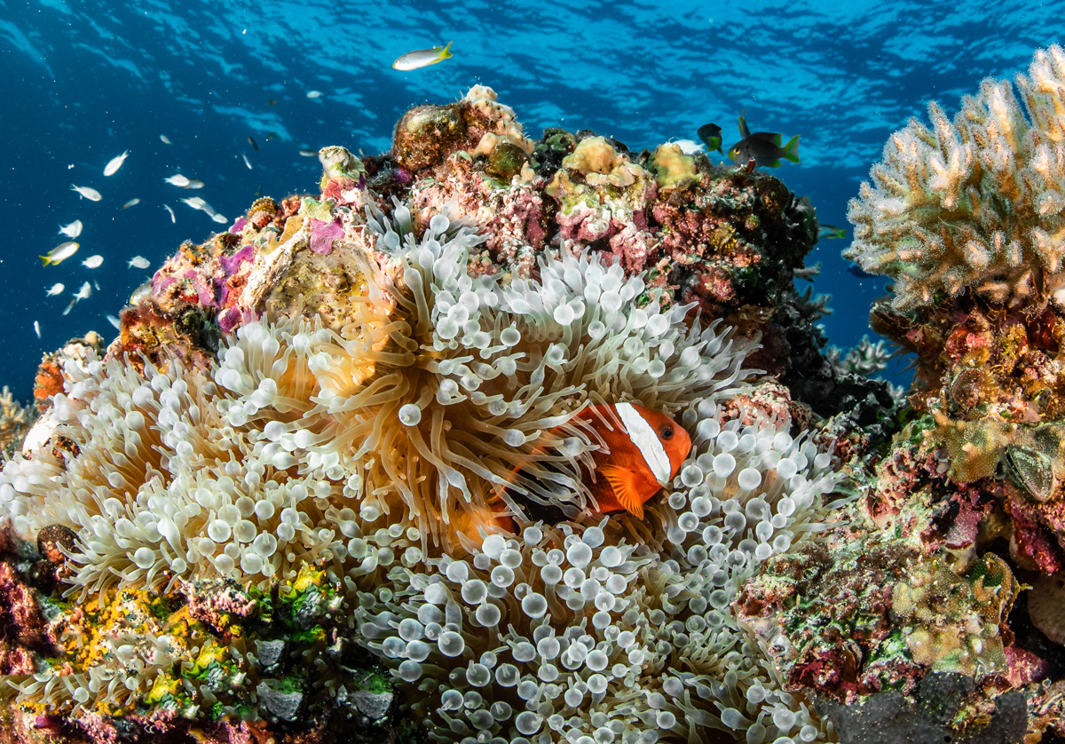 Anemona coral reef and clownfish in Palau