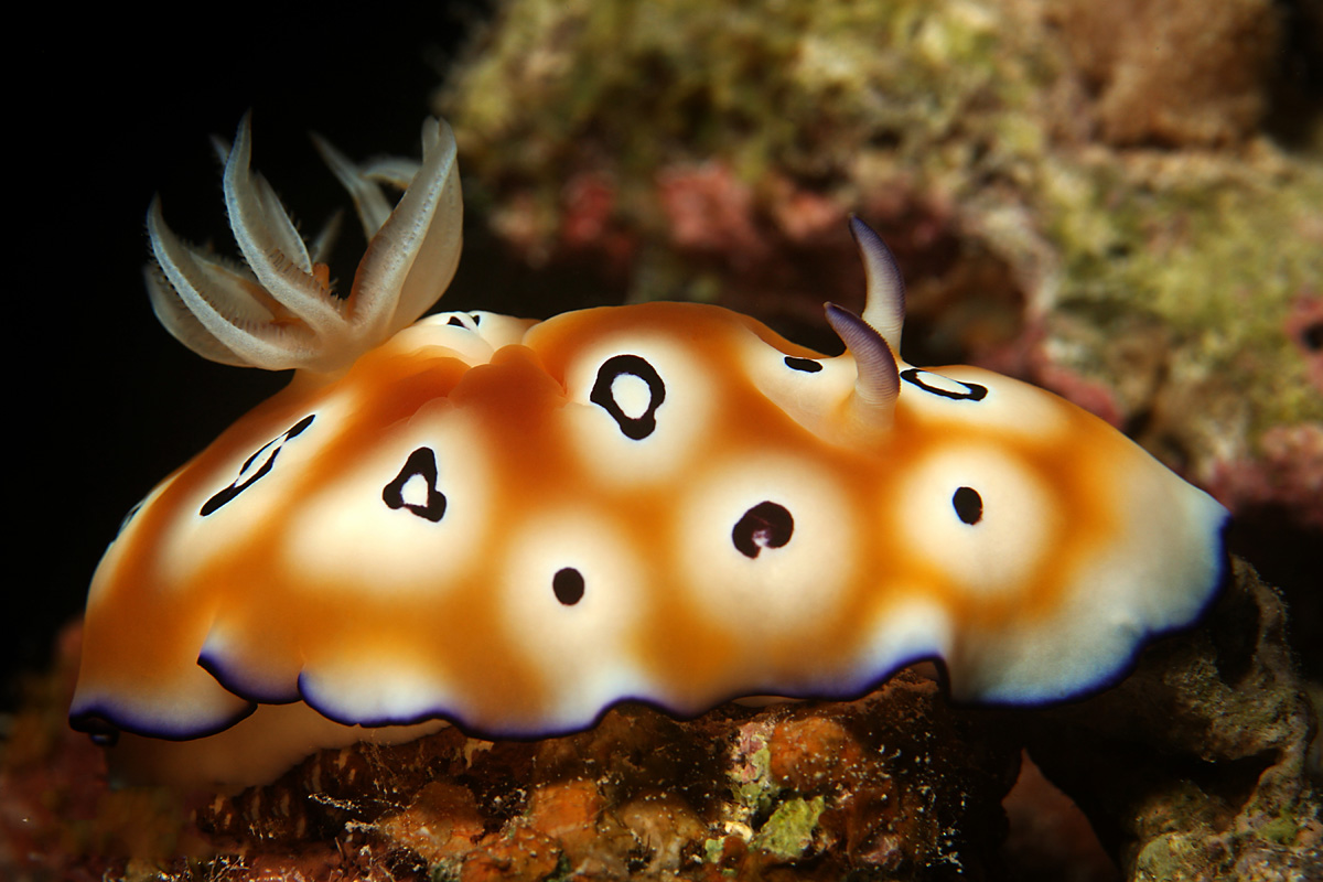 Nudibranch in Palau