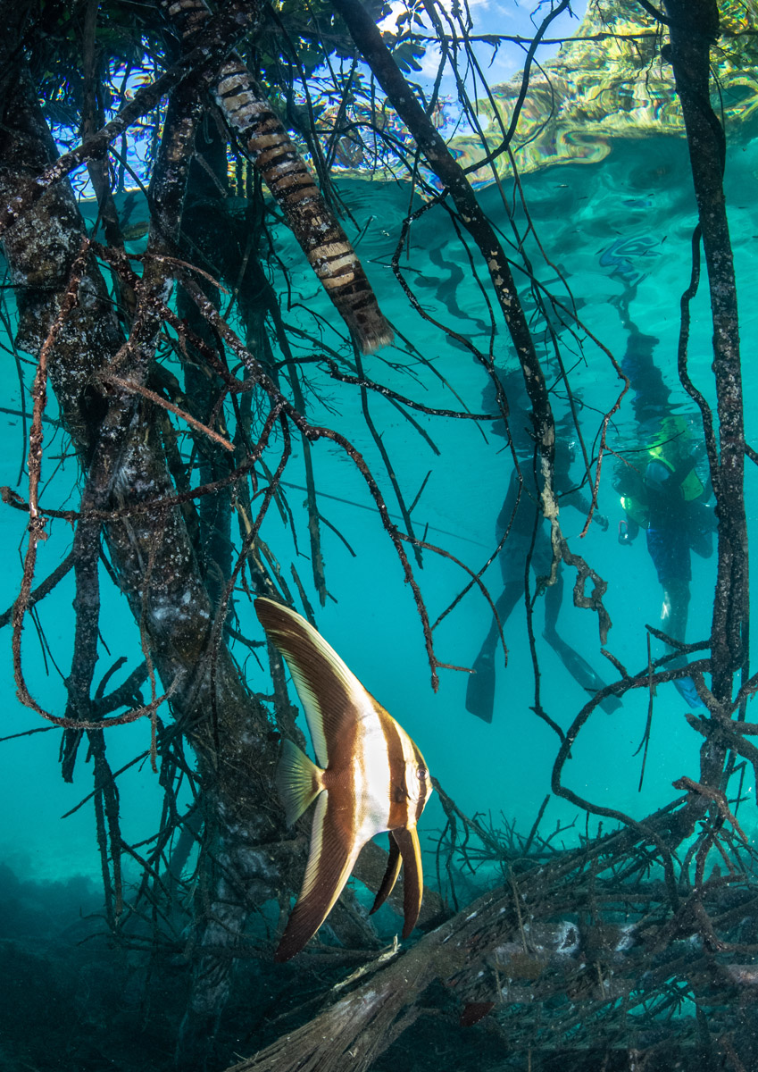 Divers dive in Palau’s mangrove