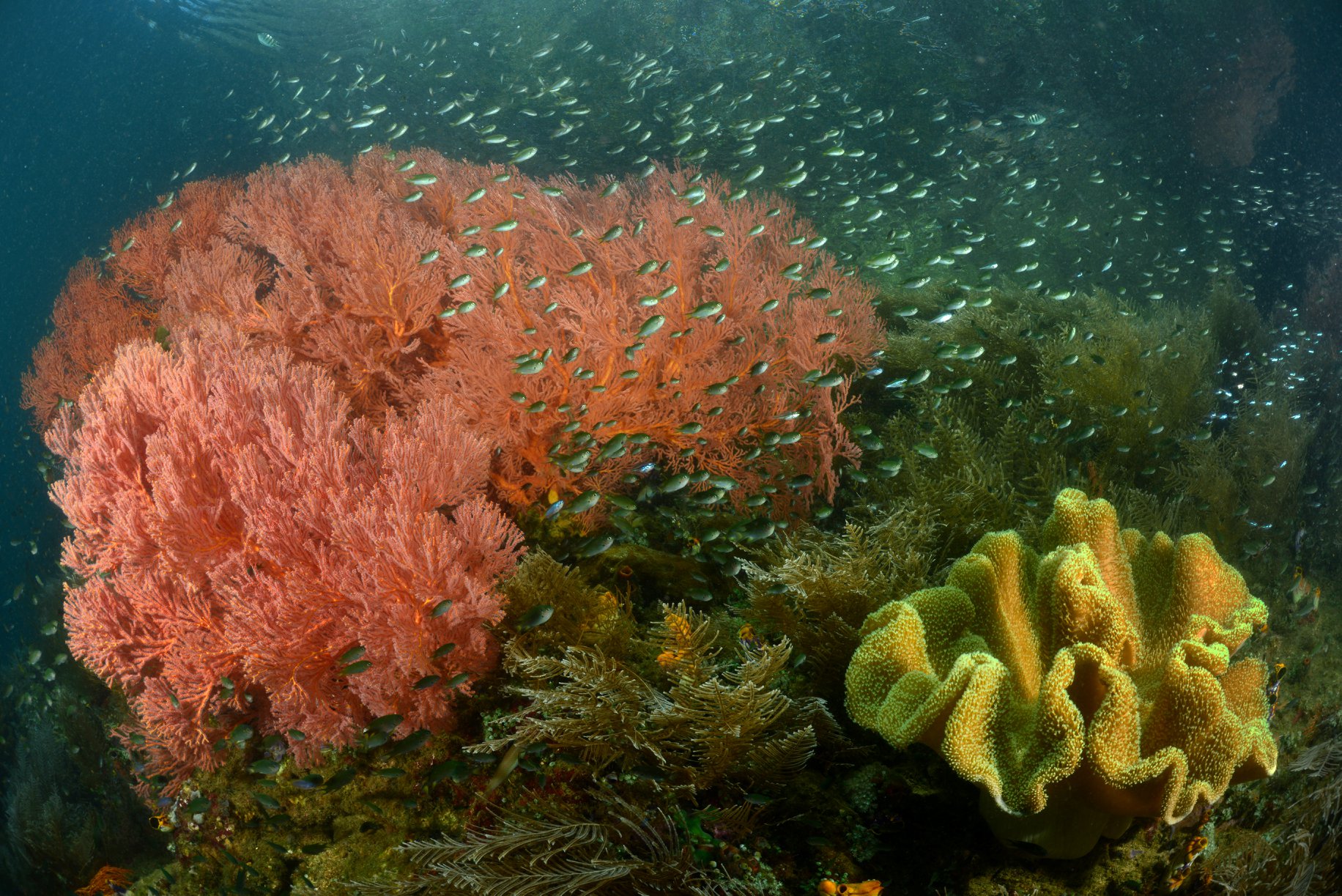 Papua Explorers Resort in Raja Ampat
