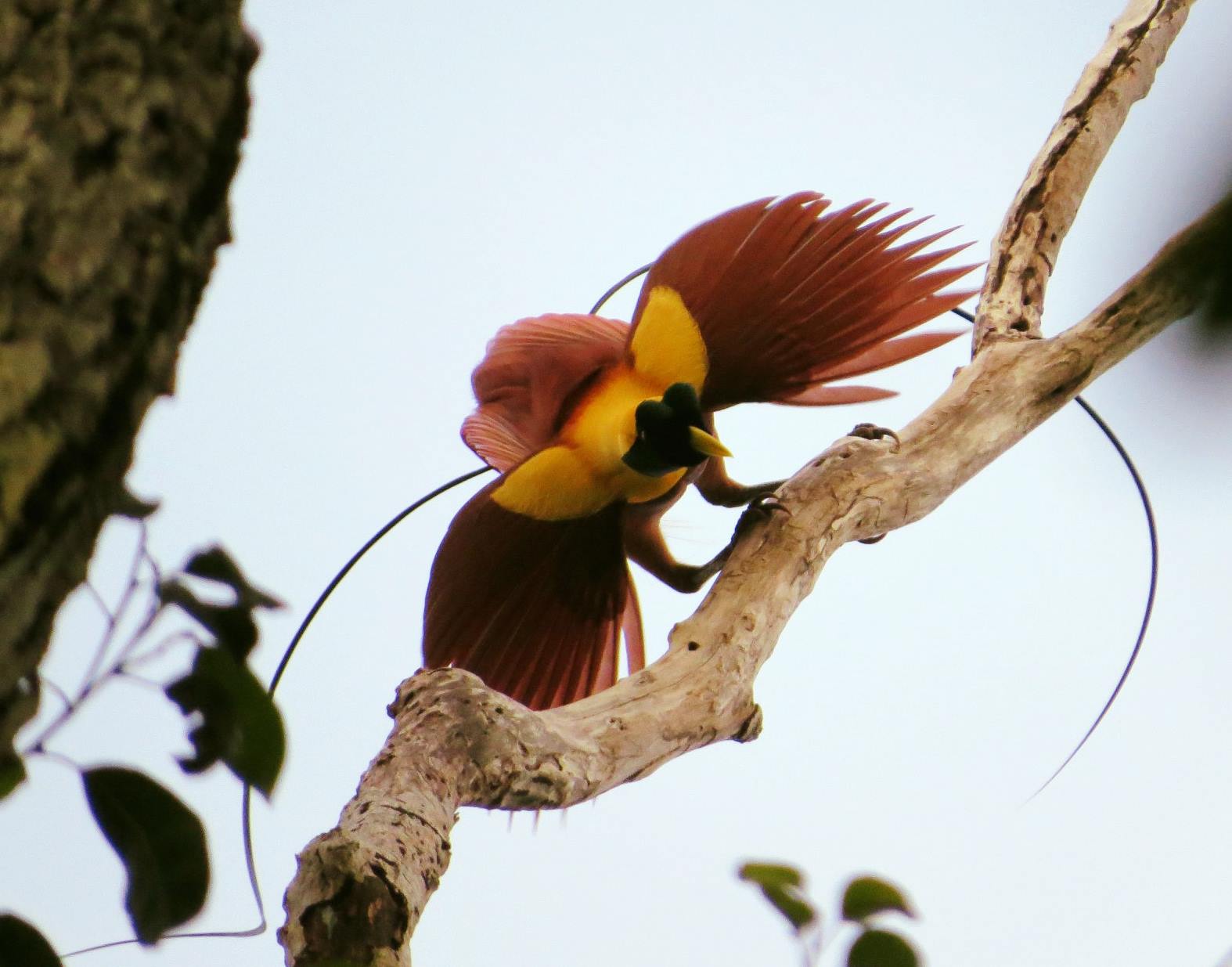 Bird of Paradise excursions with Papua Explorers Resort