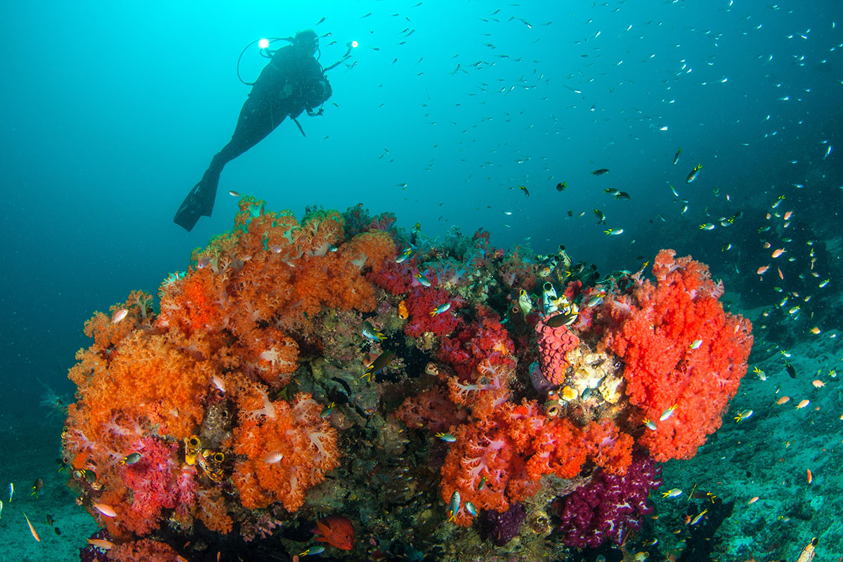 Diving in Raja Ampat with Papua Explorers Resort