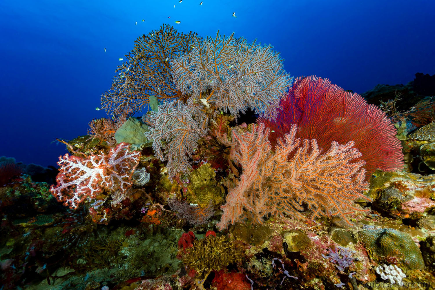 Febrina Liveaboard diving in Papua New Guinea 